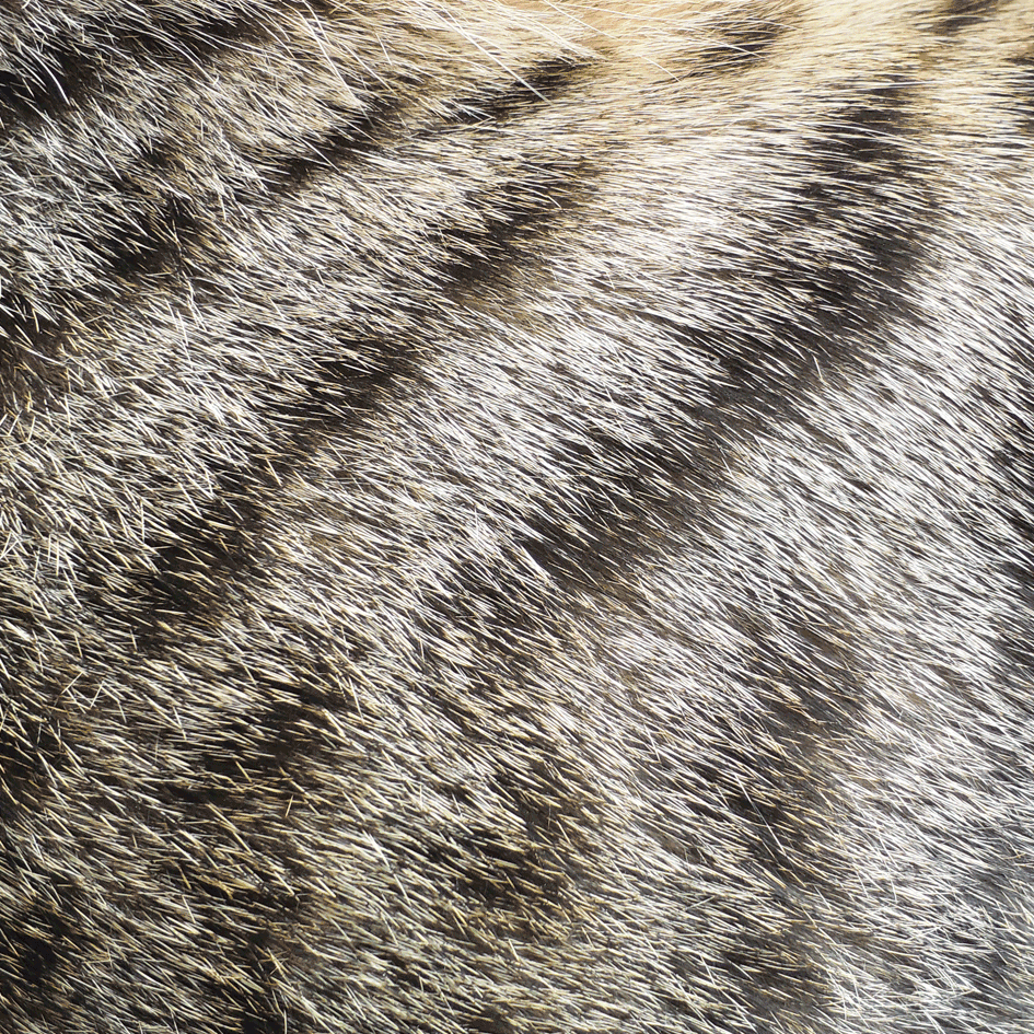 glänzendes, dichtes Tigerkatzenfell