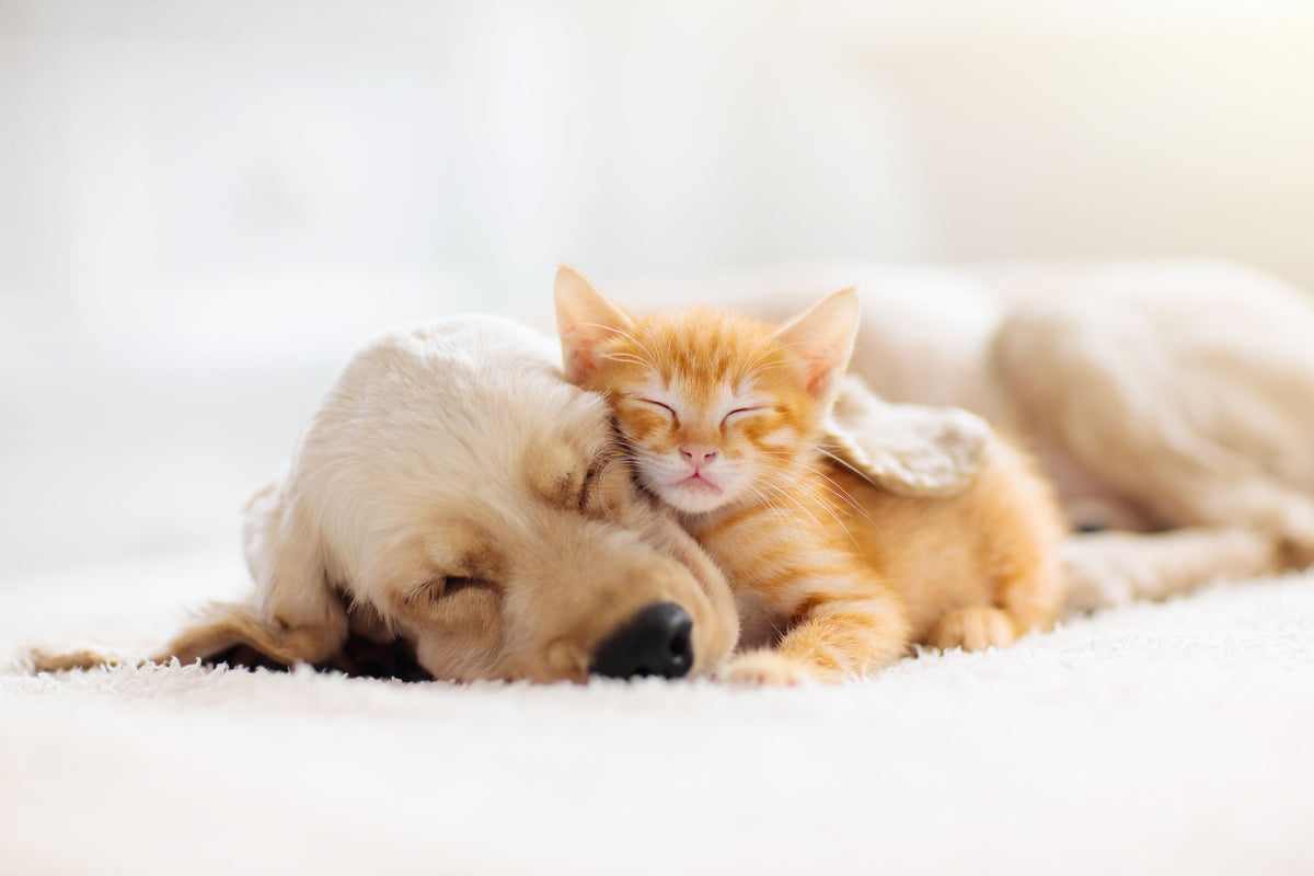 Hundewelpe und Kitten schlafen aneinander gekuschelt