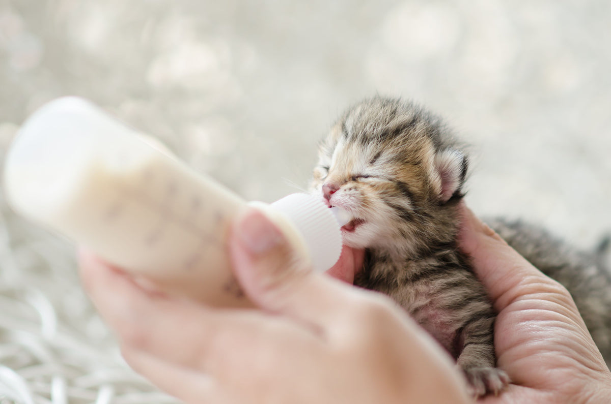 Katzenwelpe wird mit der Flasche gefüttert