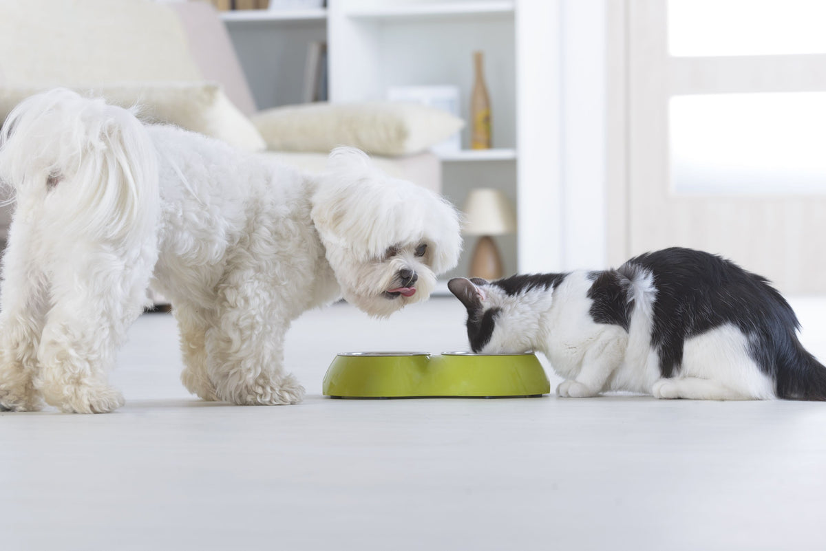 Hund und Katze fressen ihr Futter