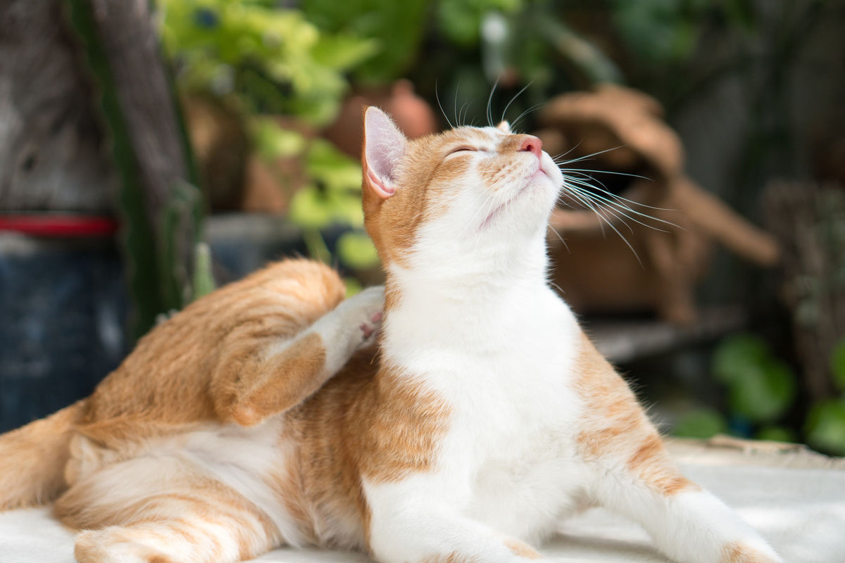 rot weiße Katze kratzt sich mit der Pfote im Nacken