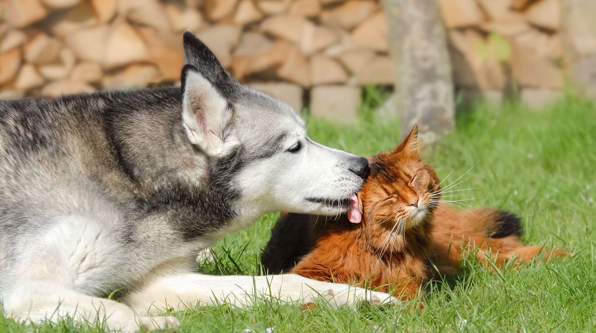 Sibirischer Husky leckt Katze das Fell