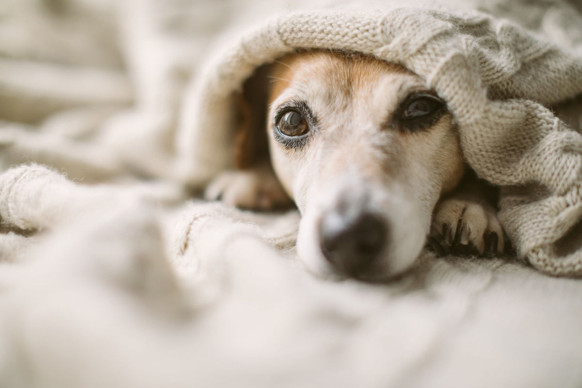 Hund schaut unter einer warmen Decke hervor