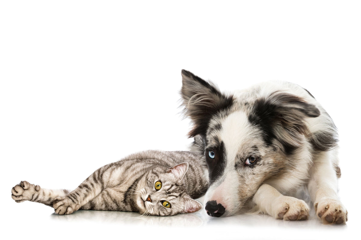 Royal Canin Veterinary Partner Tierarzt drhoelter