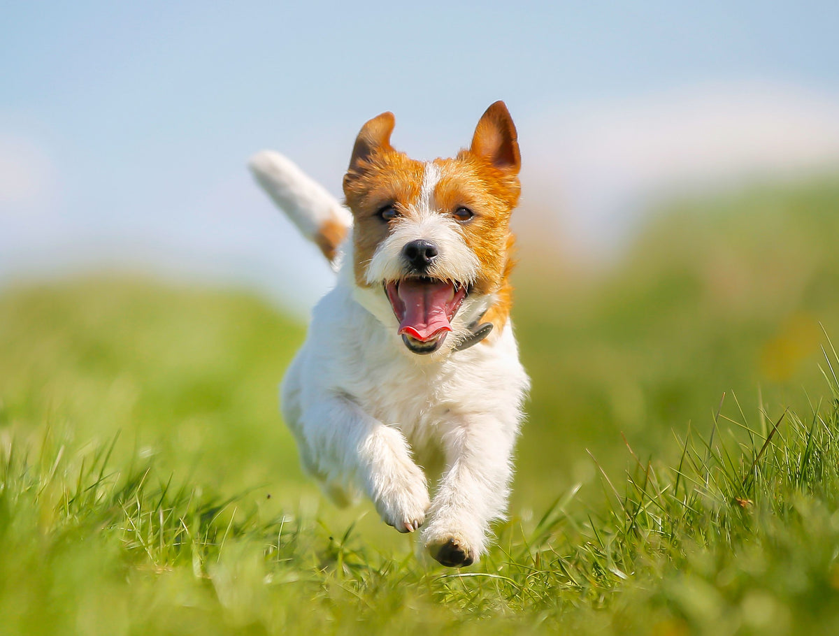 Kleiner Hund mit glänzendem Fell rennt freudig