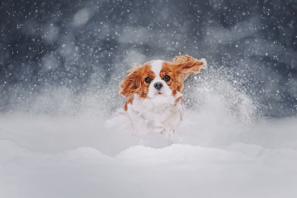 Cavalier King Charles Spaniel tobt im Schnee