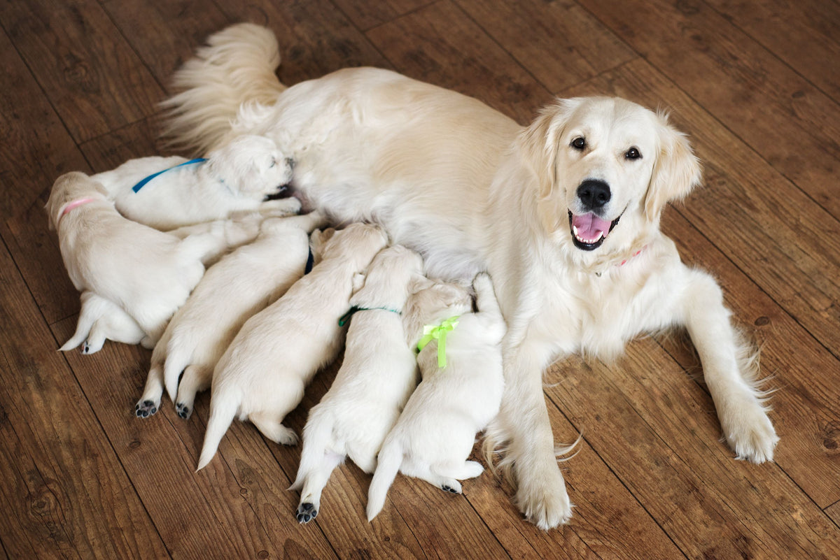 Golden Retriever Hündin säugt Welpen