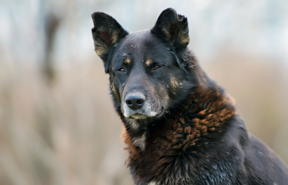 alter Schäferhund schaut in die Kamera