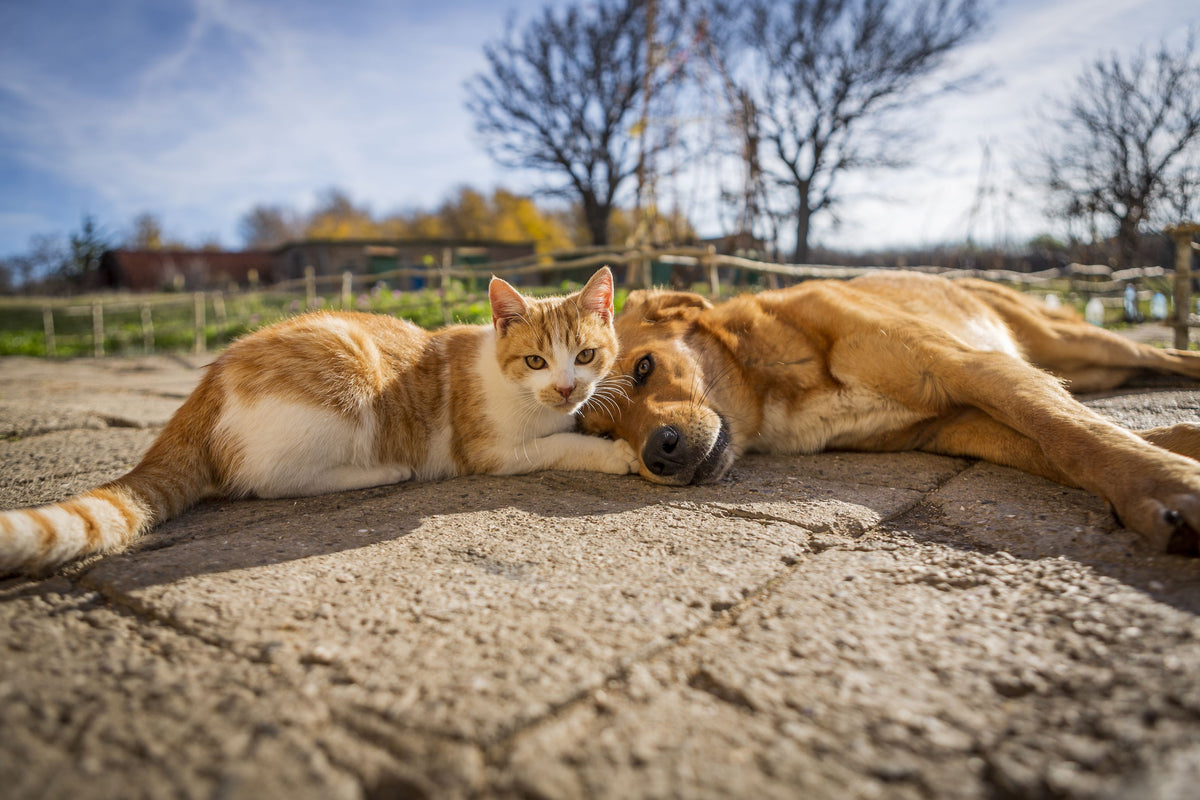Hund und Katze liegen gemeinsam in der Sonne