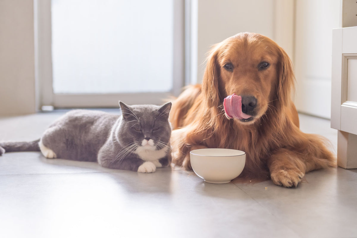 Golden Retriever Hund und Britisch Kurzhaar Katze liegen vor einem leeren Futternapf