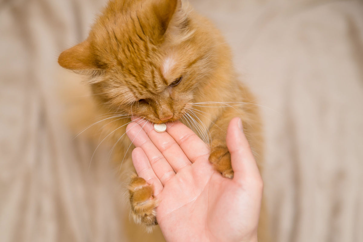 Katze frisst Tablette aus der Hand