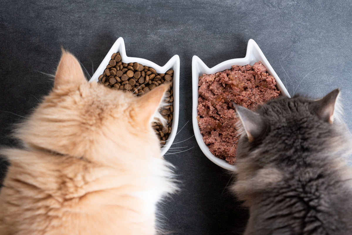 zwei Katzen sitzen vor Futternäpfen mit Nass- und Trockenfutter