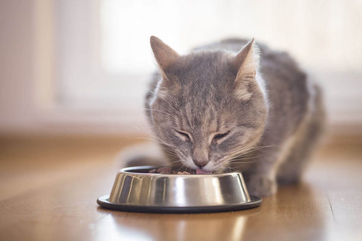 Mit welchem Katzenfutter nimmt meine Katze am besten ab?