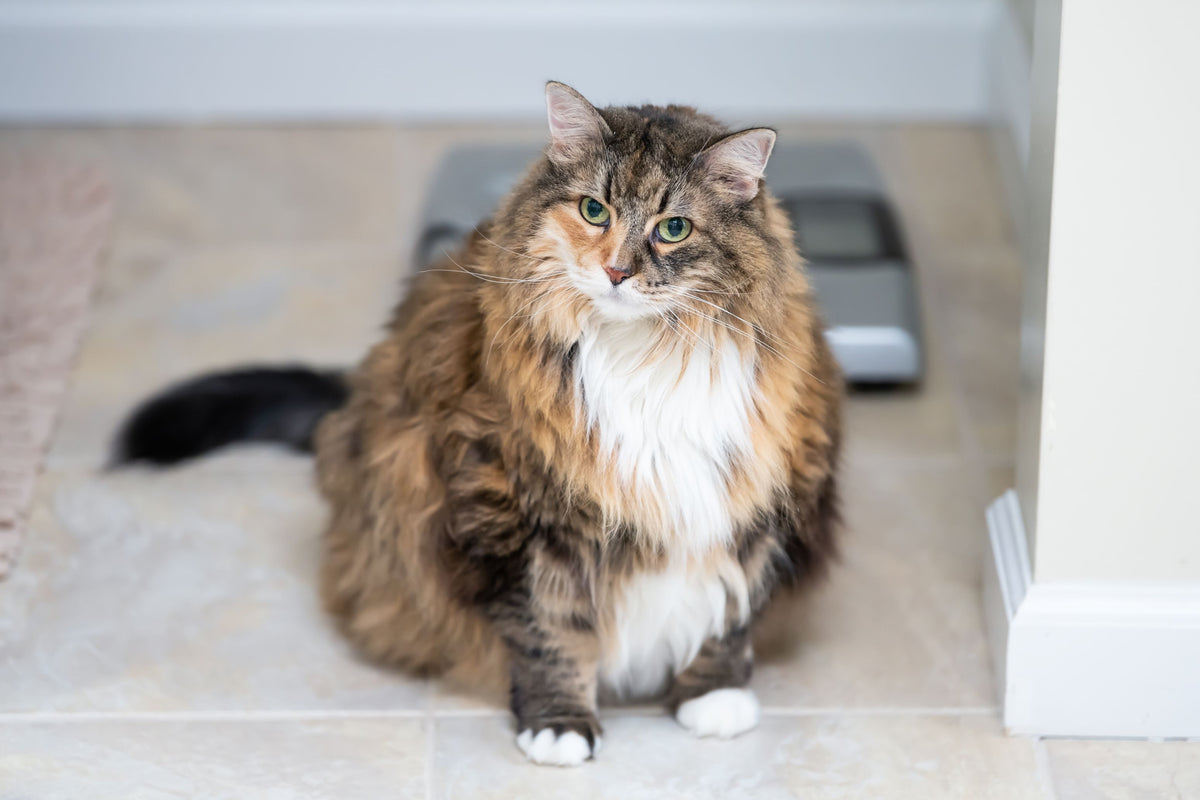 übergewichtige Maine Coon Katze sitzt vor einer Waage