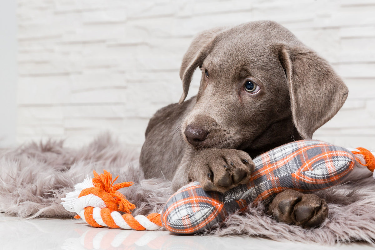 Weimaraner Welpe mit einem Spiezeugknochen zwischen den Pfoten