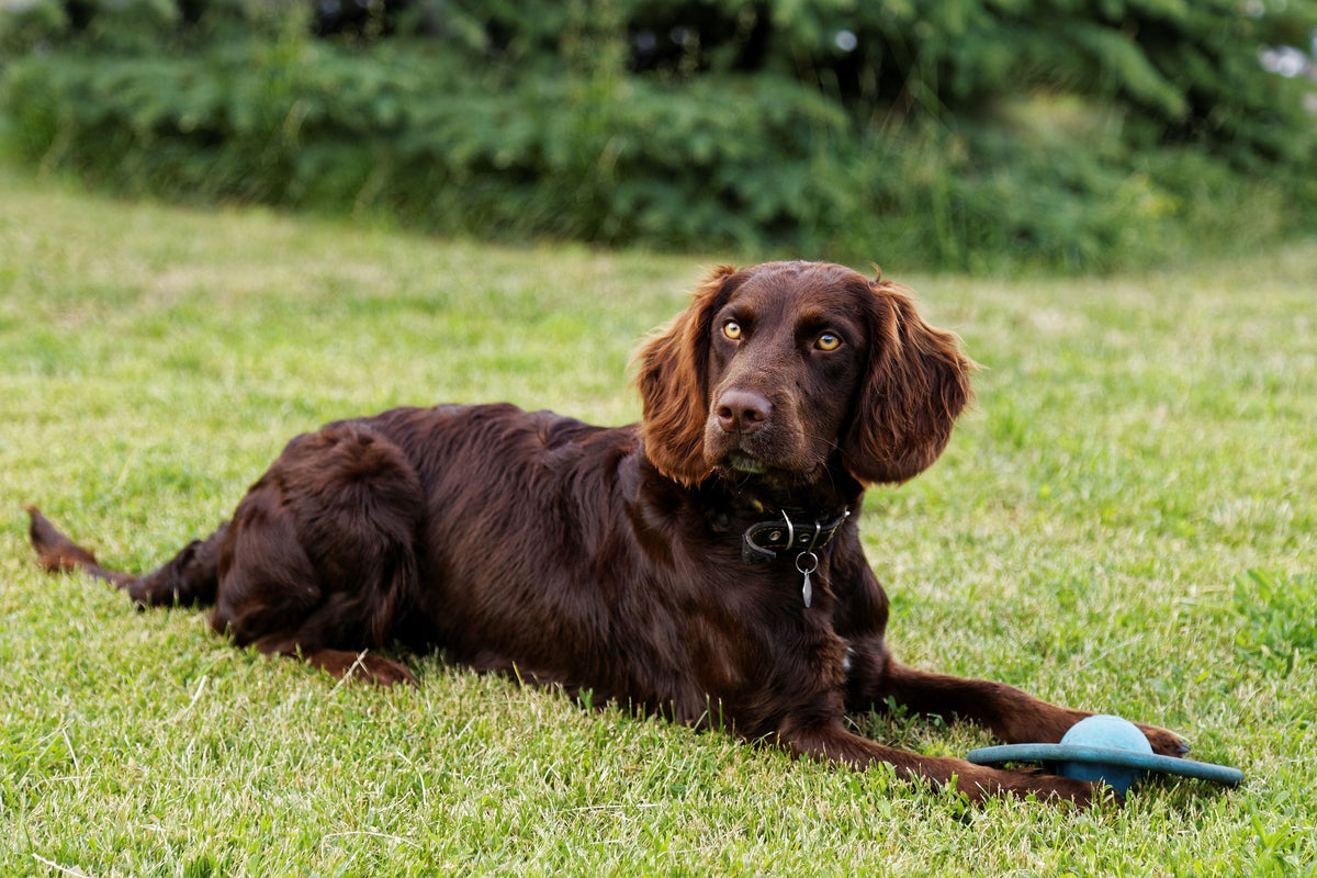 Hundewelpe Woody, sieben Wochen alt, schläft friedlich.