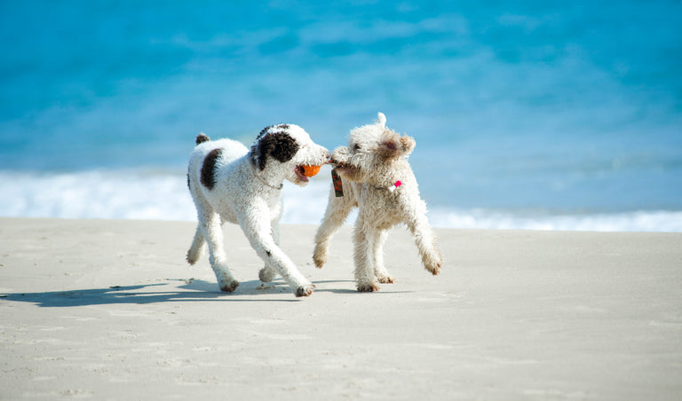 Kollagen für Hunde
