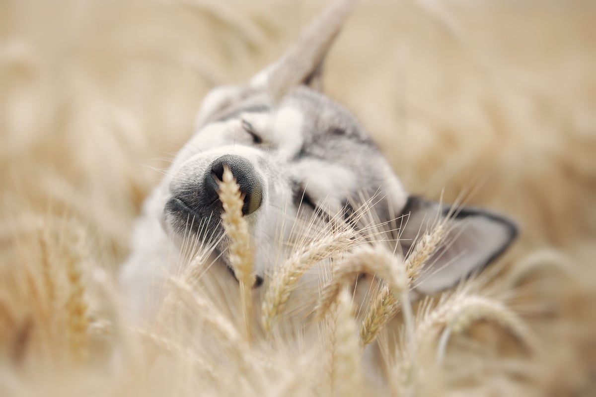 Husky im Getreidefeld