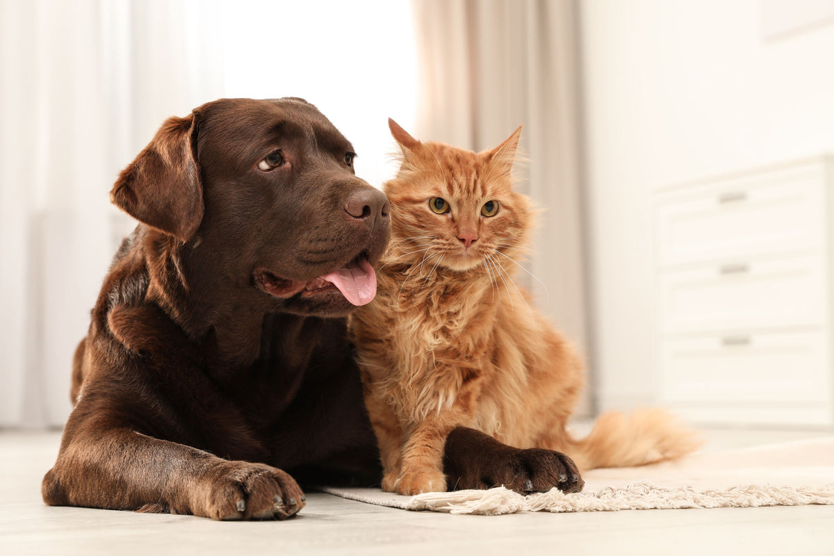 brauner Labrador Retriever und rotgetigerte Katze kuscheln