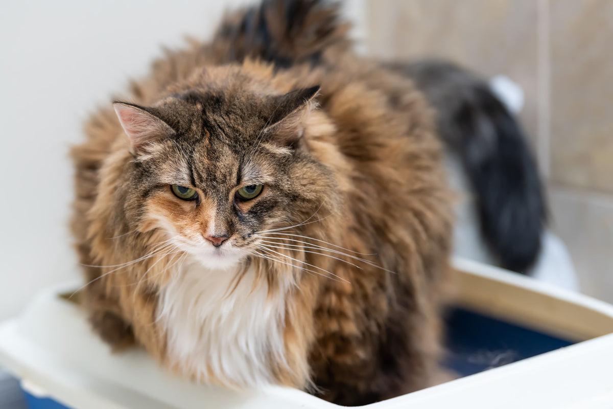 Maine Coon Katze mit Blasenentzündung steht in Katzentoilette
