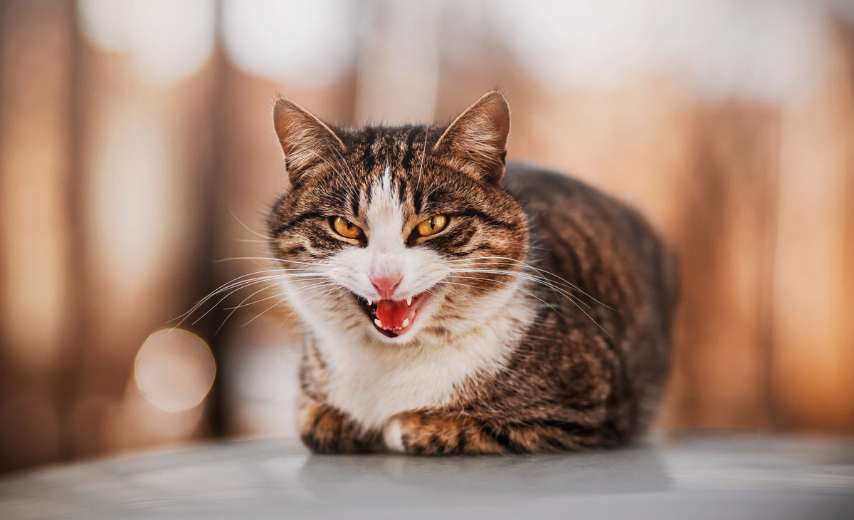 Aggressive Katze faucht