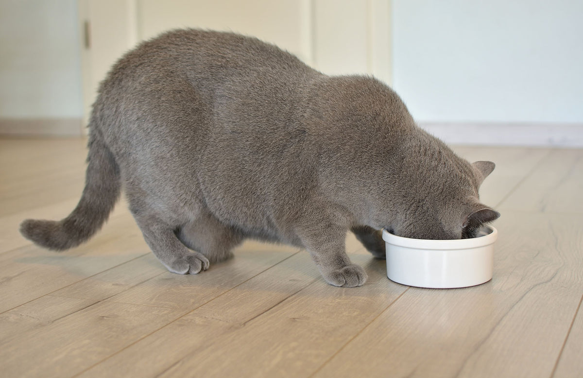 Übergewichtige Britisch Kurzhaar Katze frisst Katzenfutter