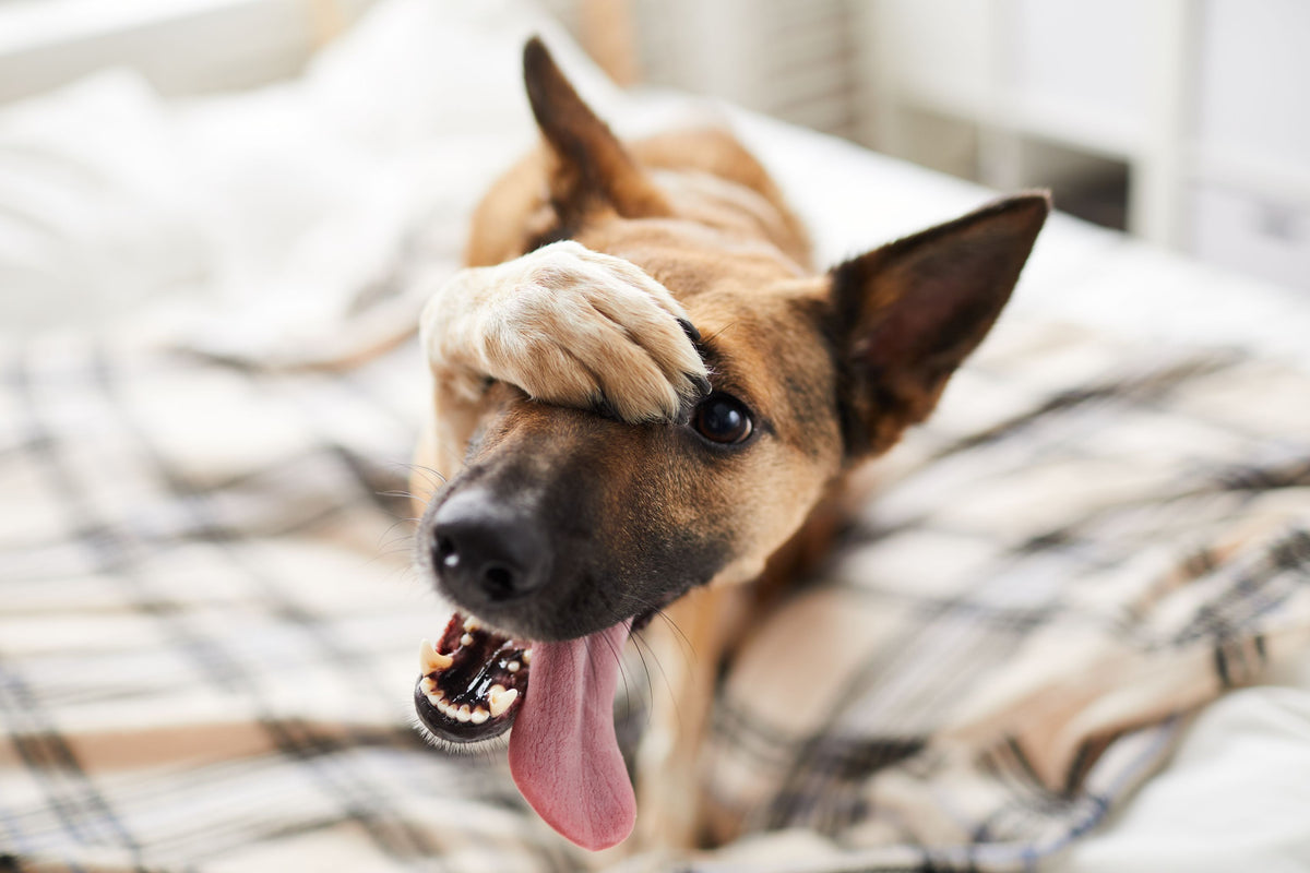 Schäferhund hält Pfote über die Augen