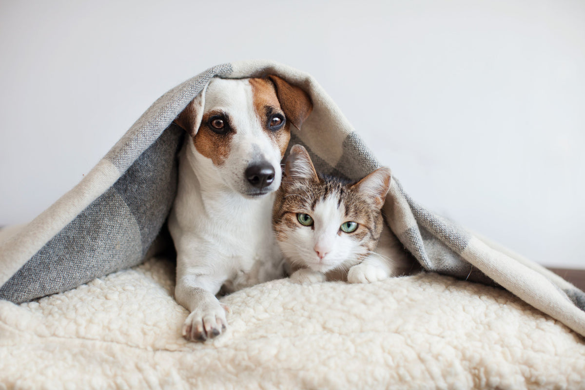 Jack Russel Terrier und Europäisch Kurzhaar Katze liegen zusammen unter einer Wolldecke