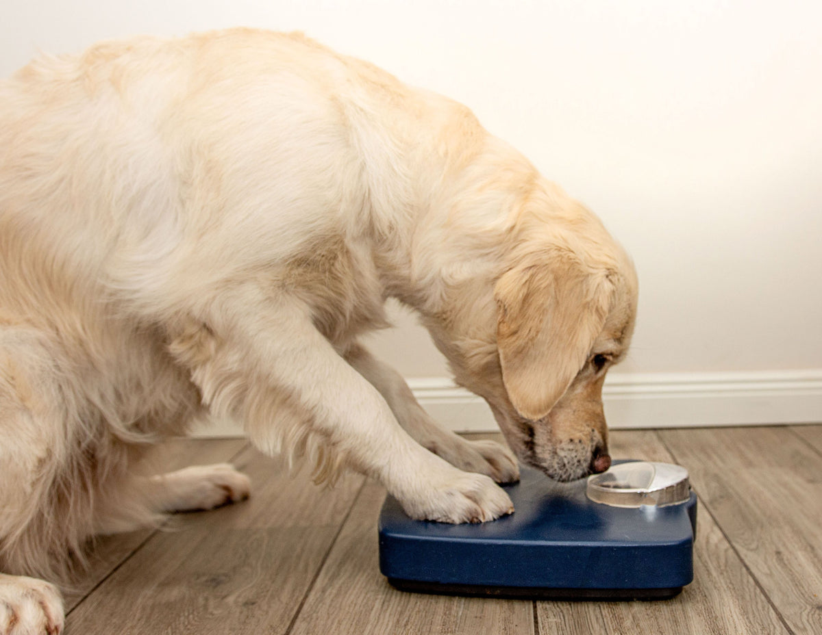 Golden Retriever steht mit den Vorderpfoten auf einer Waage und sieht auf die Anzeige