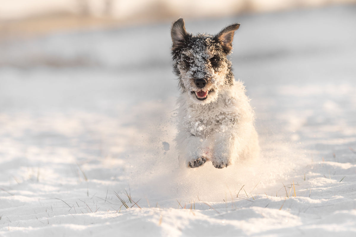 Jack Russel Terrier rennt im Schnee