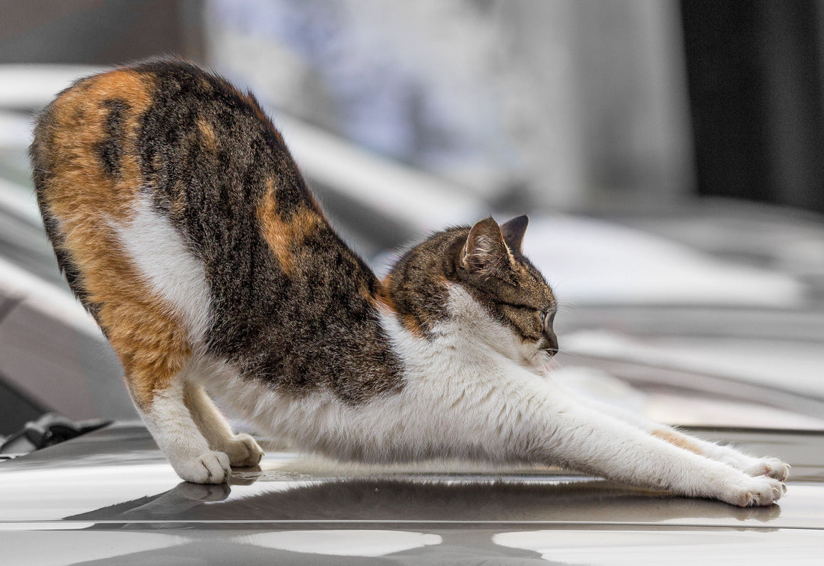 Katze streckt sich