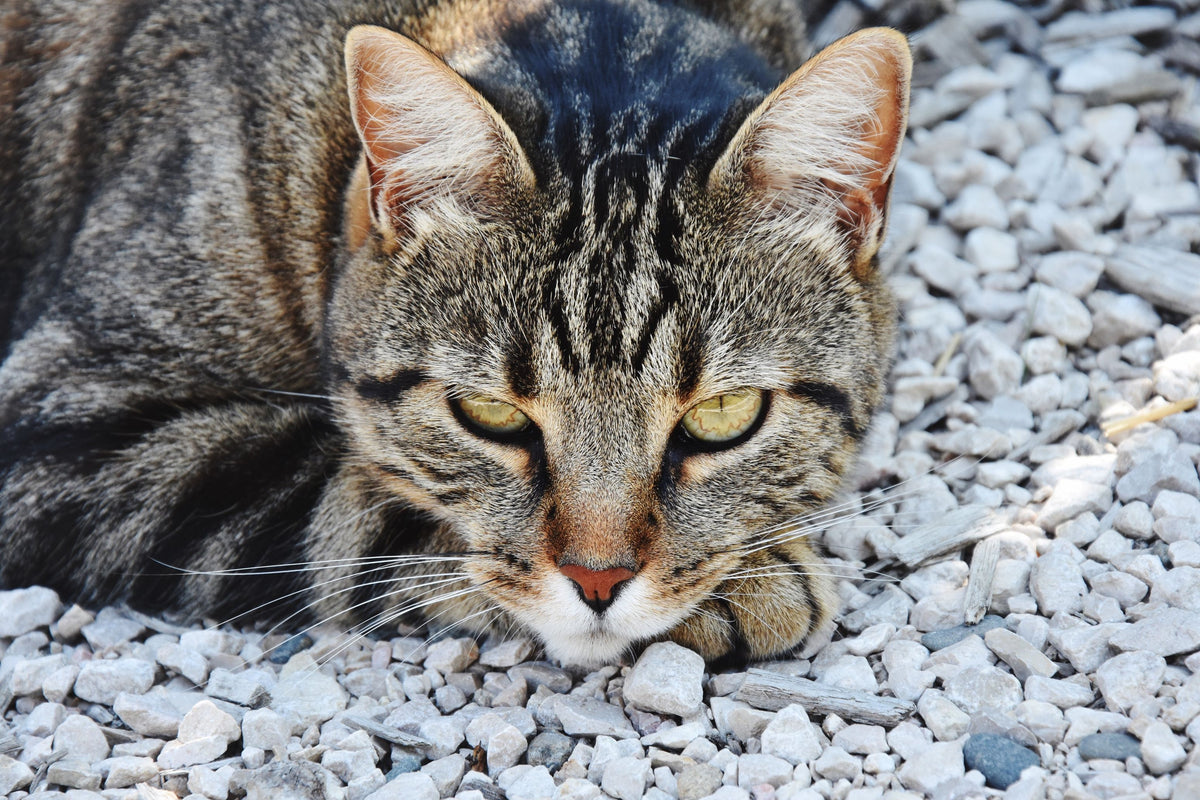 grau getigerte Europäisch Kurzhaar Katze liegt auf Schottersteinen
