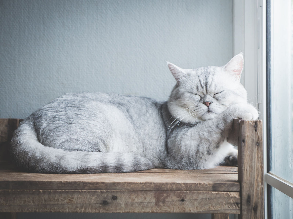 dicke graue Katze liegt schlafend auf einer Holzbank