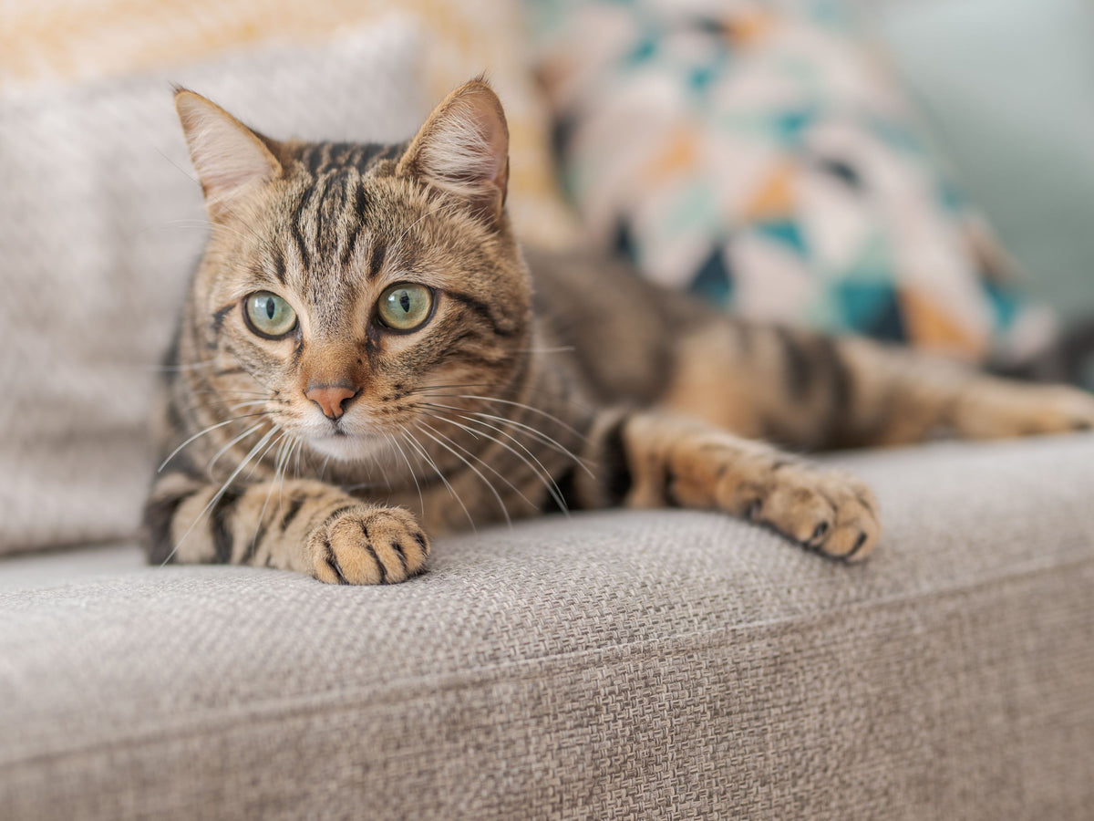 Europäisch Kurzhaar Katze liegt auf dem Sofa