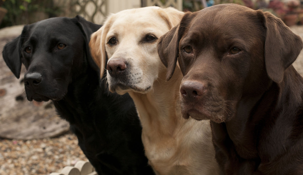 Labrador Retriever in schwarz blond und braun