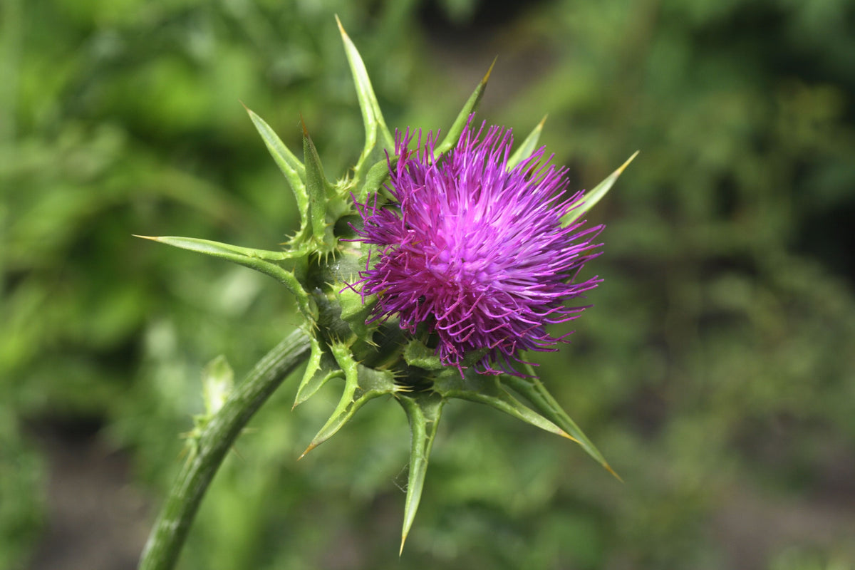 Mariendistelblüte
