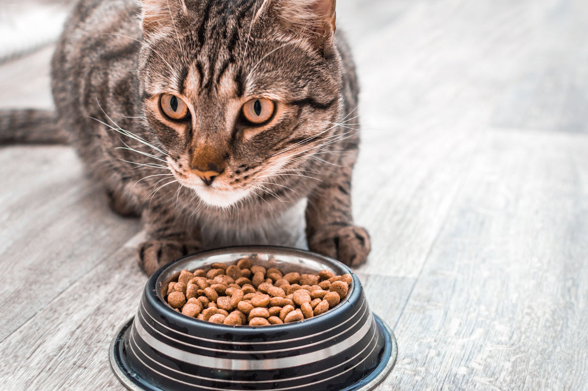 graue Europäisch Kurzhaar Katze sitzt vor gefülltem Futternapf und frisst nicht
