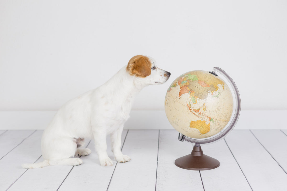 Kleiner weißbrauner Hund schaut auf einen Globus