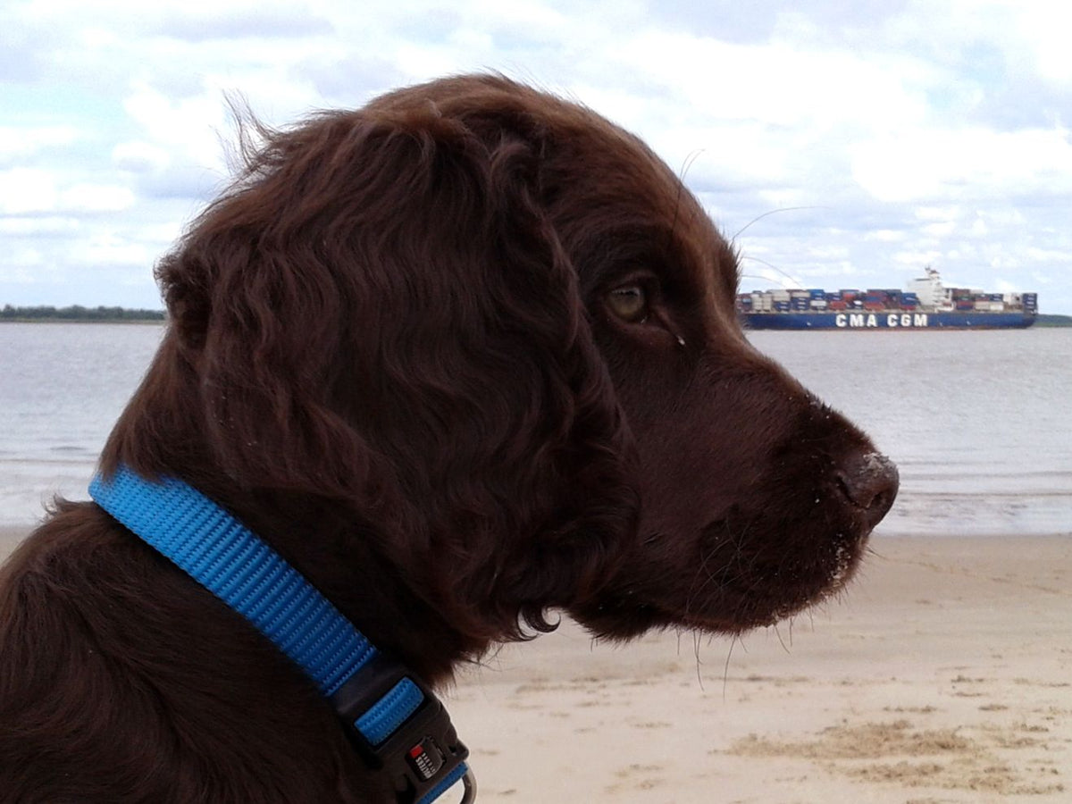 Wachtelhund-Welpe Woody am Elbstrand