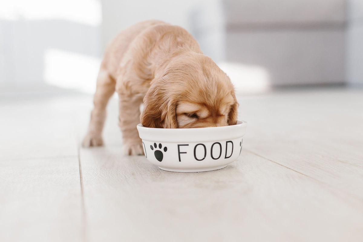 blonder Cocker Spaniel Welpe frisst aus Futternapf