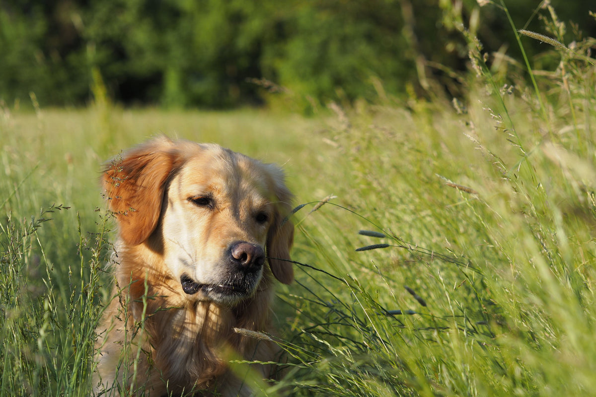 Golden Retriever sitzt im hohen Gras