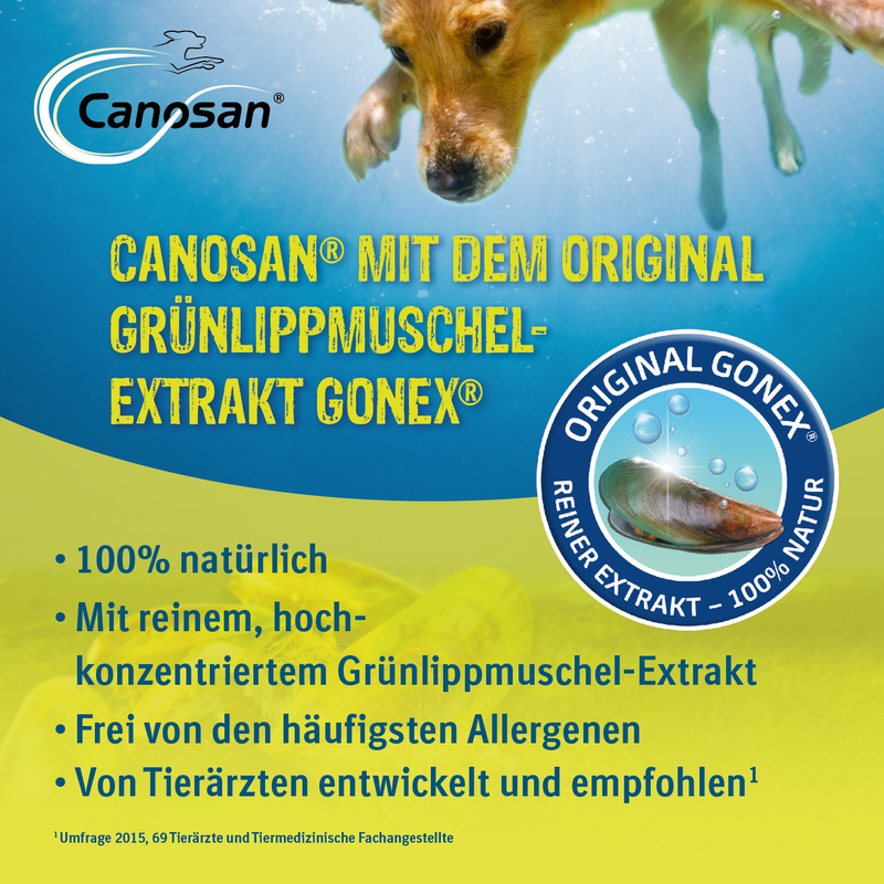 Canosan Hund mit Gonex von Boehringer Ingelheim