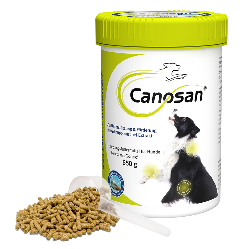 Canosan Hund mit Gonex von Boehringer Ingelheim