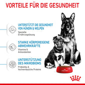 Royal Canin Maxi Starter Trockenfutter