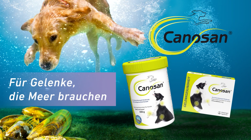 Canosan Hund mit Gonex von Boehringer Ingelheim