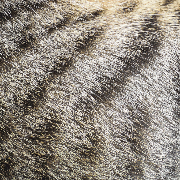 Haarausfall bei Katzen: Was steckt dahinter? Card Image