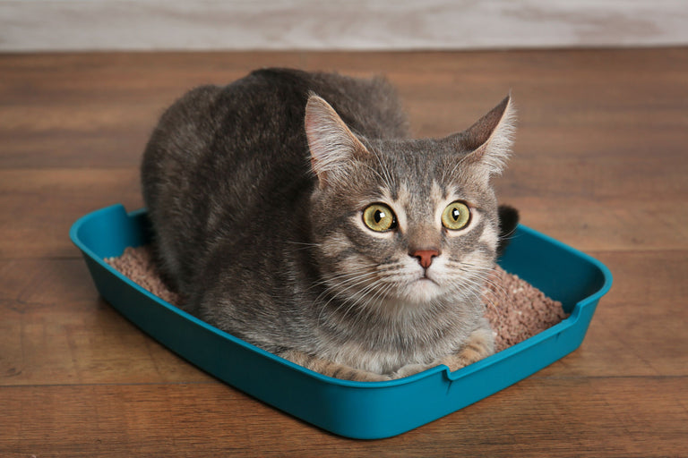 Verstopfte Harnröhre beim Kater Card Image
