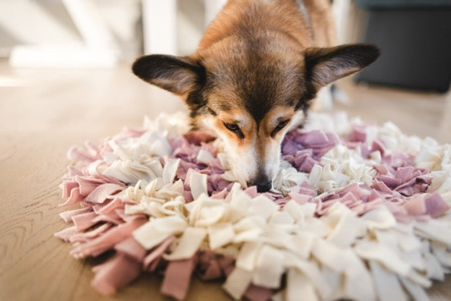 Hund riecht am Schnüffel-Teppich, um darin versteckte Snacks zu finden