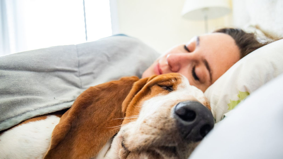 Frau und Hund schlafen entspannt