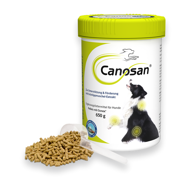 Canosan Hund mit Gonex von Boehringer Ingelheim